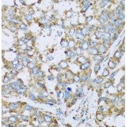 Cytochrome C Oxidase Subunit 6A1 (COX6A1) Antibody