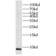 WB analysis of human heart tissue, using COX6C antibody (1/400 dilution).