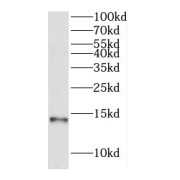 WB analysis of mouse brain tissue, using COX7A2L antibody (1/600 dilution).