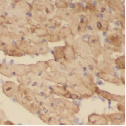 Cytochrome C Oxidase Subunit 8A (COX8A) Antibody