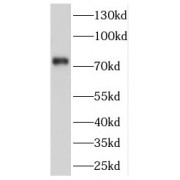 WB analysis of HEK-293 cells, using CPSF3 antibody (1/1000 dilution).