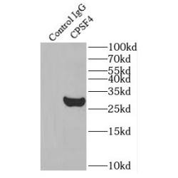 Cleavage And Polyadenylation Specificity Factor Subunit 4 (CPSF4) Antibody