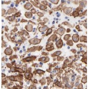 IHC-P analysis of human placenta tissue, using CPZ antibody (1/100 dilution).