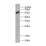 WB analysis of A549 cells, using CREB3L1, OASIS antibody (1/300 dilution).