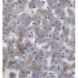 Corticotropin Releasing Hormone Receptor 2 (CRHR2) Antibody