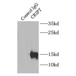 Cysteine-Rich PDZ-Binding Protein (CRIPT) Antibody