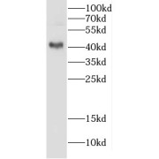 WB analysis of COS-7 cells, using CRYZL1 antibody (1/300 dilution).