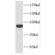 WB analysis of HeLa cells, using UNR; CSDE1 antibody (1/1000 dilution).