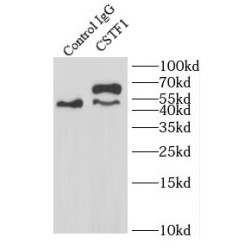 Cleavage Stimulation Factor Subunit 1 (CSTF1) Antibody