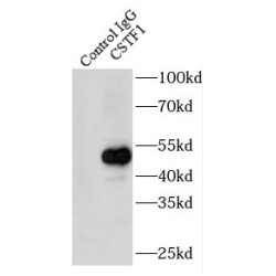 Cleavage Stimulation Factor Subunit 1 (CSTF1) Antibody