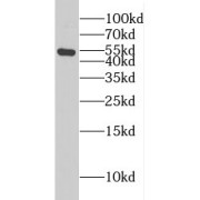 WB analysis of HeLa cells, using CSTF1 antibody (1/1000 dilution).