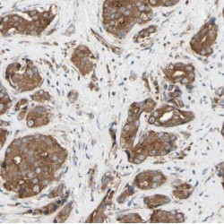 Di-N-Acetylchitobiase (CTBS) Antibody