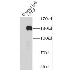 Transcriptional Repressor CTCF (CTCF) Antibody