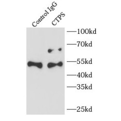 CTP synthase Antibody