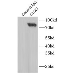 Cut Like Homeobox 1 (CUX1) Antibody