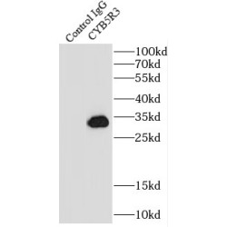 NADH-Cytochrome B5 Reductase 3 (CYB5R3) Antibody