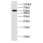 WB analysis of BxPC-3 cells, using CYB5R4 antibody (1/500 dilution).