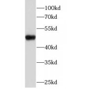 WB analysis of K562 cells, using Cyclin E1 antibody (1/1000 dilution).