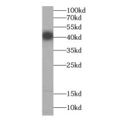 WB analysis of mouse brain tissue, using cyclin I antibody (1/1000 dilution).