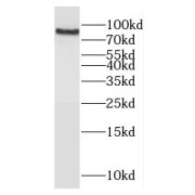 WB analysis of K-562 cells, using Cyclin T1 antibody (1/300 dilution).