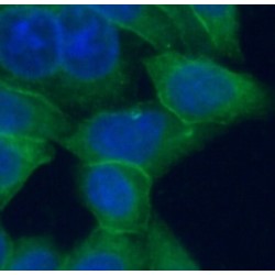 CYP1A2-Specific Antibody