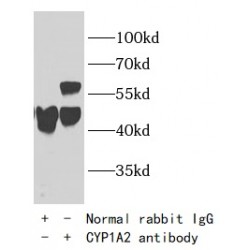 CYP1A2-Specific Antibody