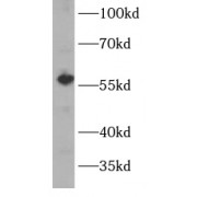 WB analysis of mouse liver tissue, using CYP1A2-Specific antibody (1/1000 dilution).