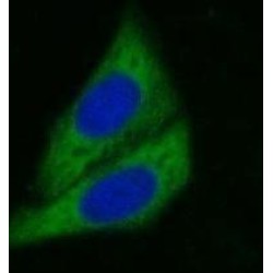 Cytochrome P450 3A4 (CYP3A4) Antibody