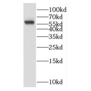 WB analysis of mouse kidney tissue, using CYP4A11 antibody (1/200 dilution).