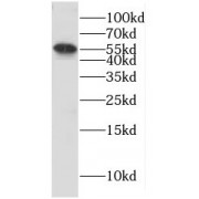 WB analysis of mouse lung tissue, using CYP4B1 antibody (1/500 dilution).