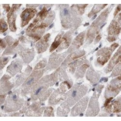 Peptidylprolyl Isomerase C / CYPC (PPIC) Antibody