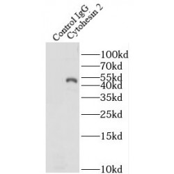 Cytohesin 2 (CYTH2) Antibody