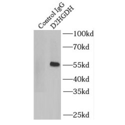 D2-Hydroxyglutarate Dehydrogenase (D2HGDH) Antibody