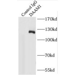 Disheveled-Associated Activator of Morphogenesis 1 (DAAM1) Antibody