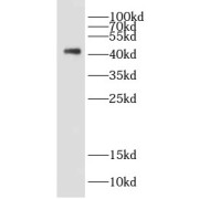 WB analysis of HeLa cells, using DAP3 antibody (1/1000 dilution).