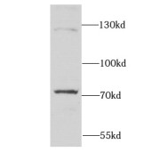 WB analysis of K-562 cells, using DARS2 antibody (1/1000 dilution).