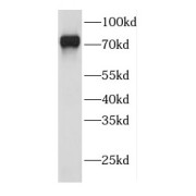 WB analysis of NIH/3T3 cells, using DBF4 antibody (1/1000 dilution).