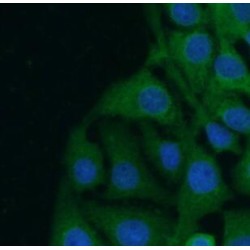 Doublecortin (DCX) Antibody