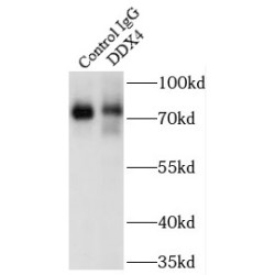 DDX4,VASA Antibody