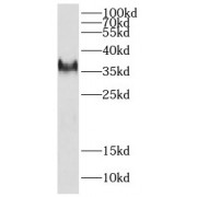 WB analysis of HEK-293 cells, using DEDD2 antibody (1/300 dilution).