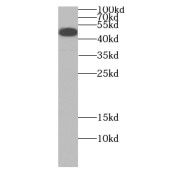 WB analysis of HEK-293 cells, using DEK antibody (1/1000 dilution).