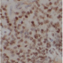 DiGeorge Syndrome Critical Region Gene 8 (DGCR8) Antibody