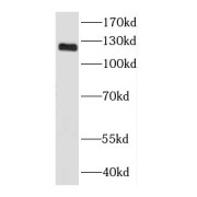 WB analysis of HEK-293 cells, using DGCR8 antibody (1/1000 dilution).