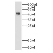 WB analysis of mouse skeletal muscle tissue, using DHH antibody (1/1000 dilution).