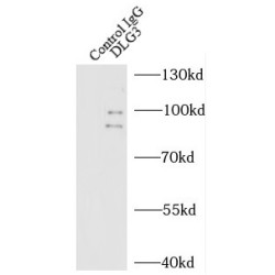 Disks Large Homolog 3 (DLG3) Antibody