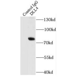 Delta Like Protein 4 (DLL4) Antibody