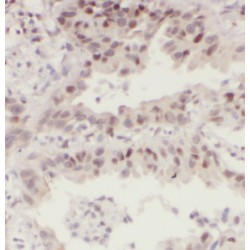 Distal-Less Homeobox 3 (DLX3) Antibody