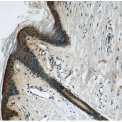 Dermokine (DMKN) Antibody