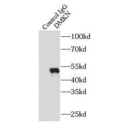 Dermokine (DMKN) Antibody