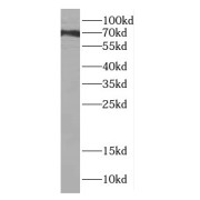 WB analysis of rat brain tissue, using DMWD antibody (1/600 dilution).